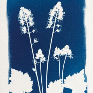 carte cyanotype Claude Gagné
