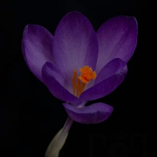 crocus Claude Gagné