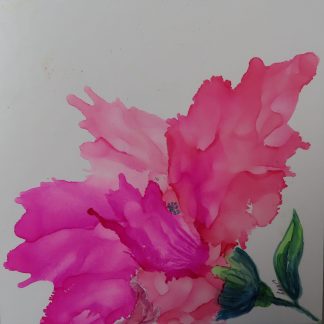 La belle rose